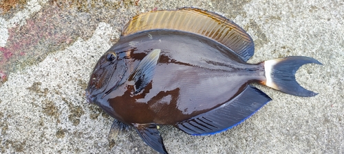 カンランハギの釣果