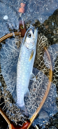 アメマスの釣果