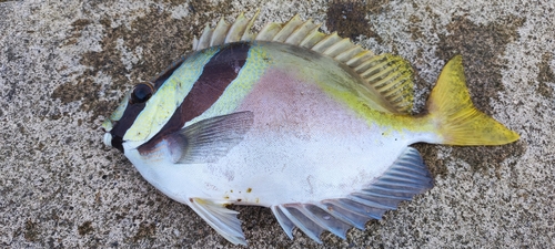 ヒメアイゴの釣果