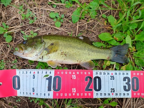 ラージマウスバスの釣果