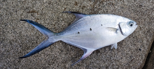 コバンアジの釣果