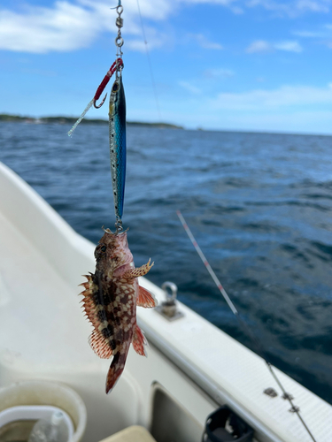 ネリゴの釣果