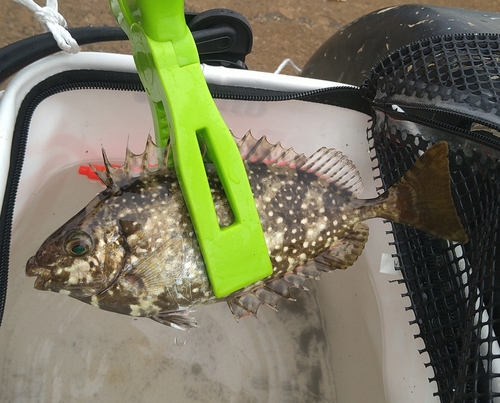 アイゴの釣果