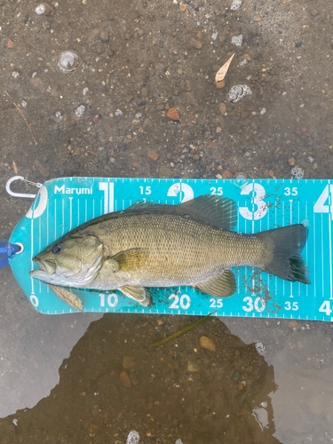 スモールマウスバスの釣果