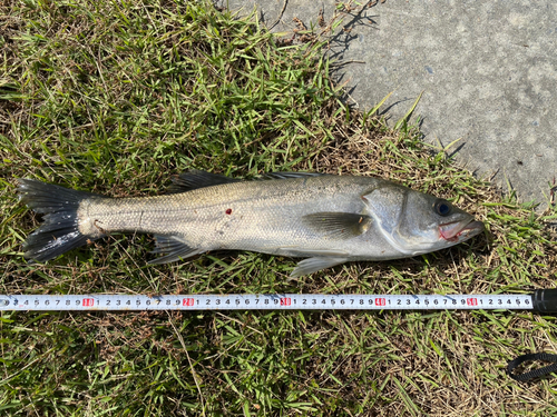 フッコ（マルスズキ）の釣果