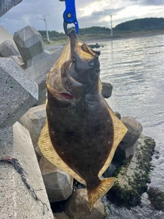 ヒラメの釣果