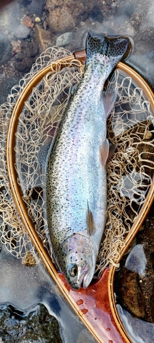 ニジマスの釣果