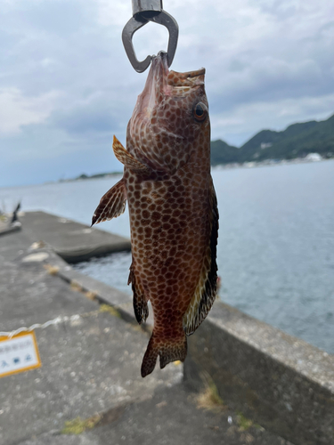 オオモンハタの釣果