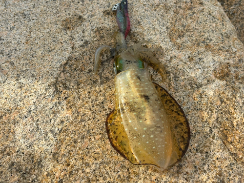 アオリイカの釣果