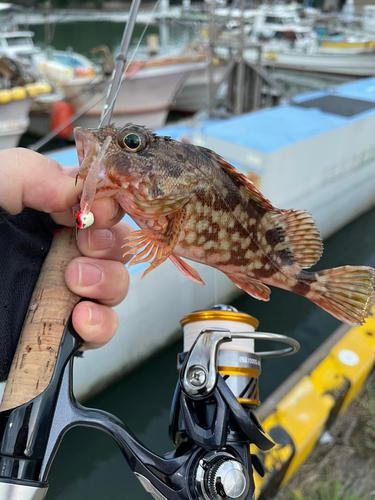 アラカブの釣果