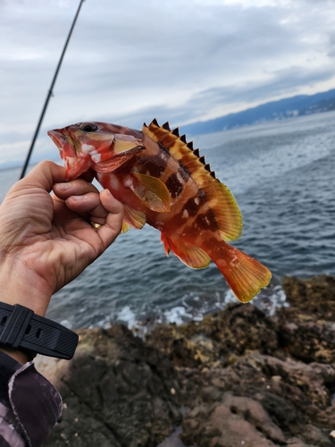 アカハタの釣果