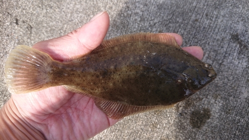 カレイの釣果