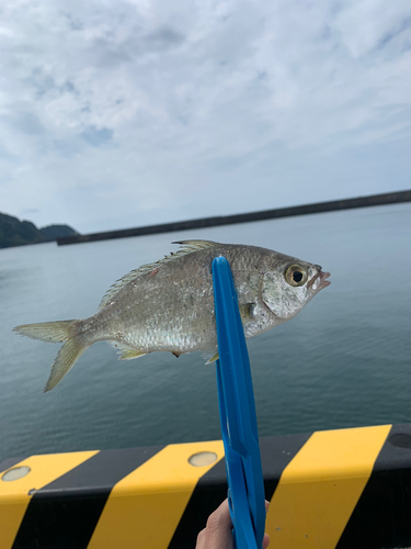 クロサギの釣果