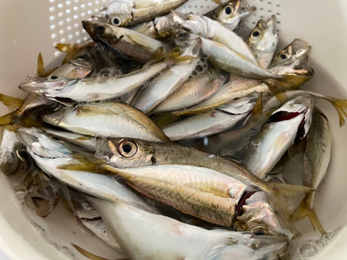 アジの釣果