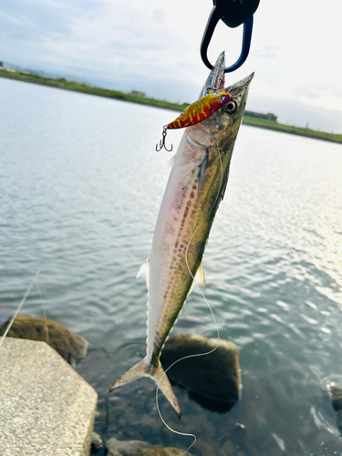 サゴシの釣果