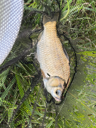 フナの釣果