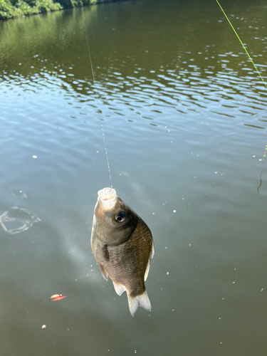 フナの釣果