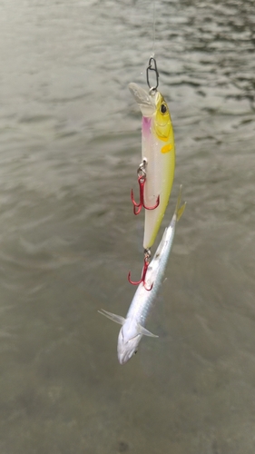 ハスの釣果