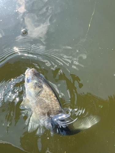 フナの釣果