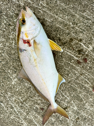 ショゴの釣果