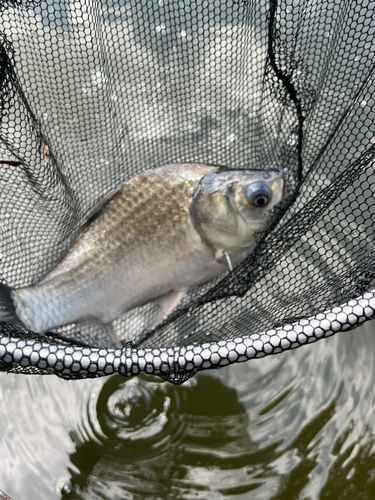 ヘラブナの釣果