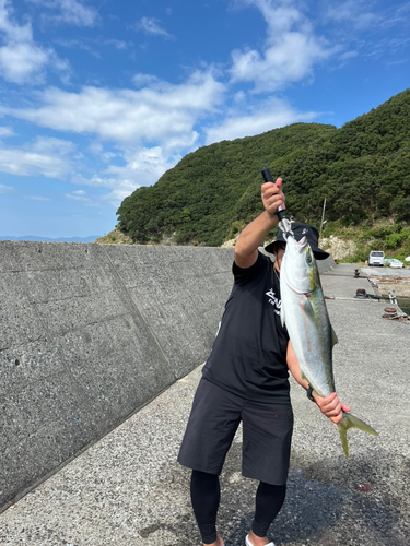 ブリの釣果