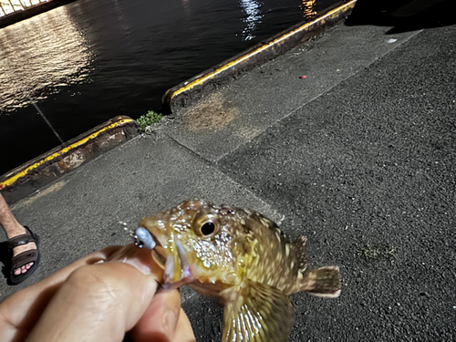 カサゴの釣果