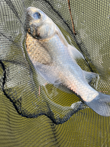 ヘラブナの釣果