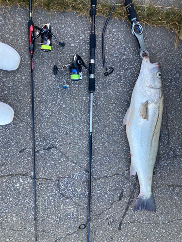 シーバスの釣果