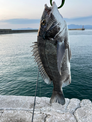 チヌの釣果