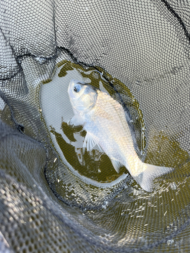 ヘラブナの釣果