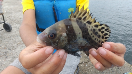 コショウダイの釣果