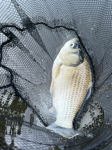 ヘラブナの釣果