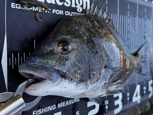 チヌの釣果