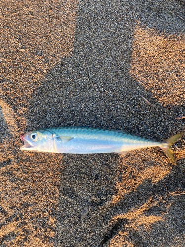 雄物川河口