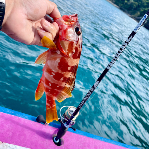 アカハタの釣果