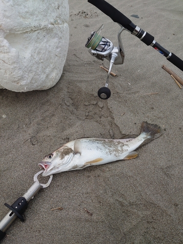 ニベの釣果