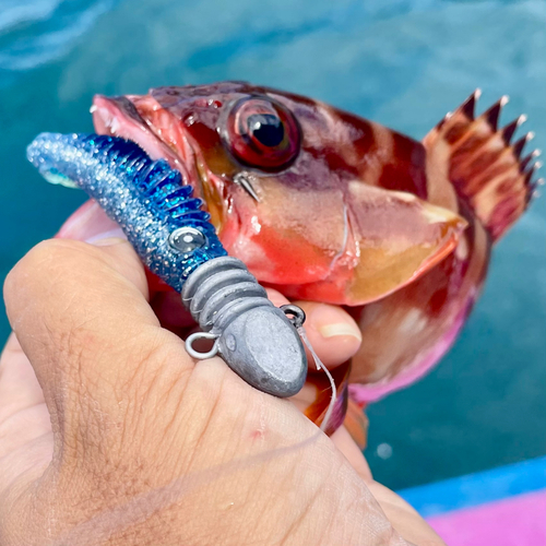 アカハタの釣果