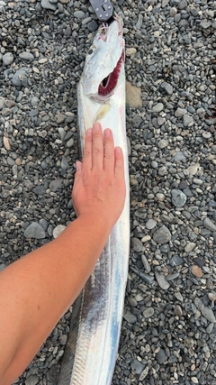 テンジクタチの釣果