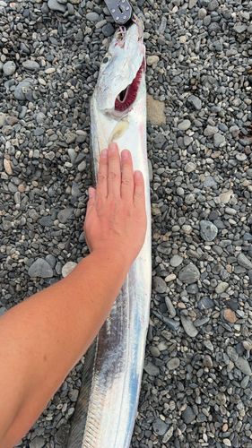 テンジクタチの釣果