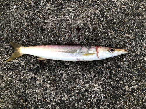 アカカマスの釣果