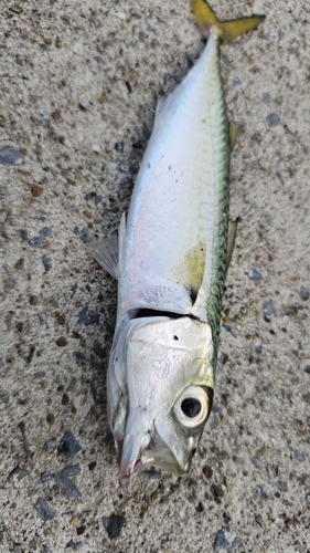 サバの釣果