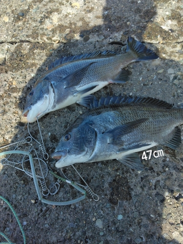 チヌの釣果