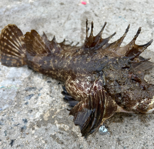 オニオコゼの釣果