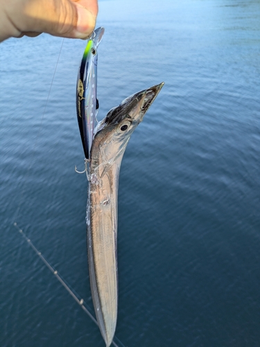 タチウオの釣果