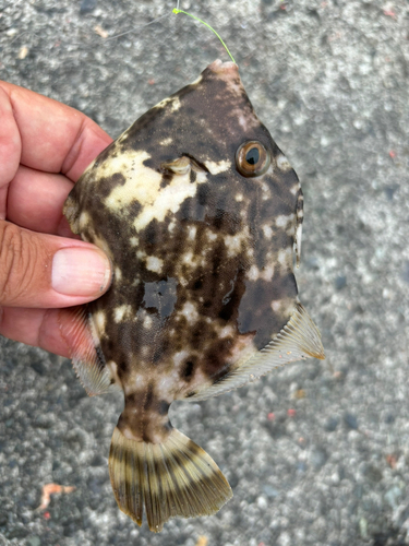 カワハギの釣果