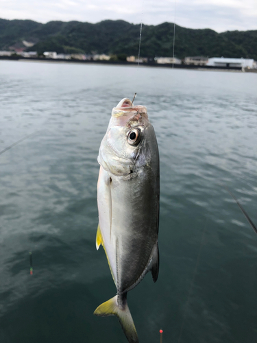 メッキの釣果