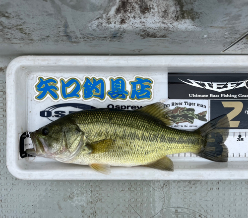 ブラックバスの釣果