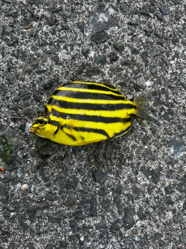 カゴカキダイの釣果