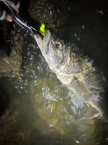 シーバスの釣果